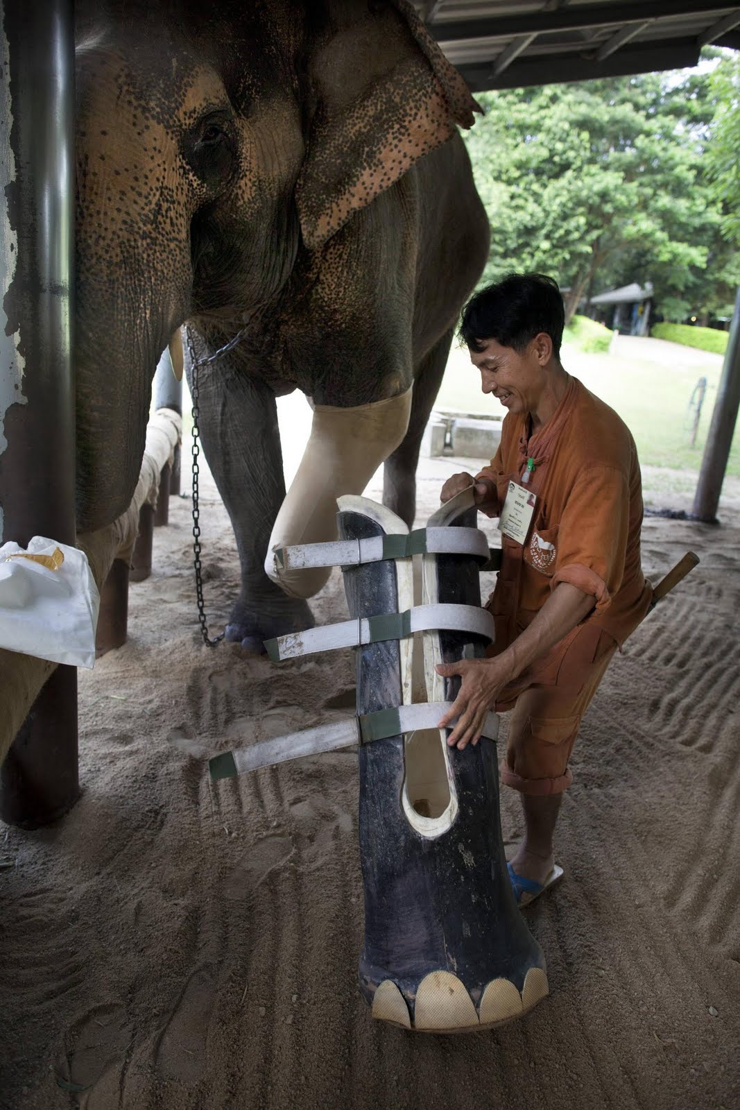 sloni proteza