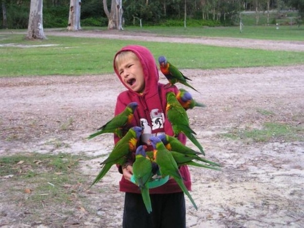 nalet papousku