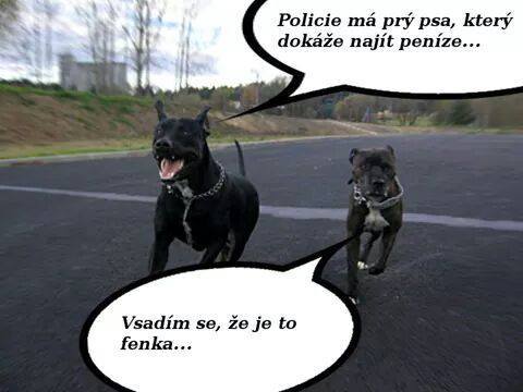 policie maji psa