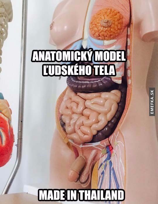 anatomicky model