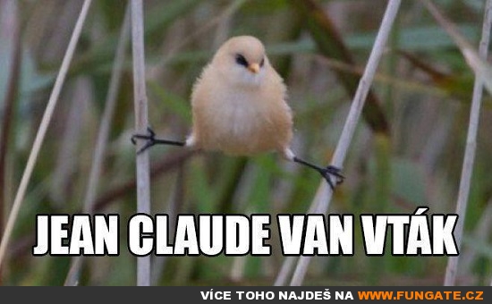 Jean Claude Van Vták width=