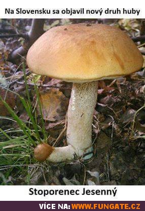 Na Slovensku se objevit nový druh houby