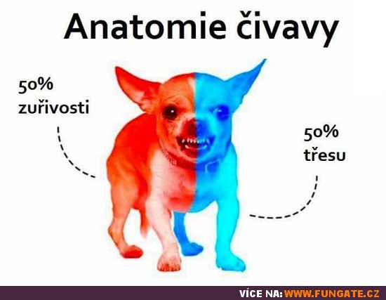 Anatomie čivavy