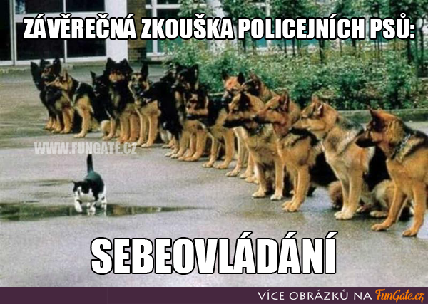 Závěrečná zkouška policejních psů: