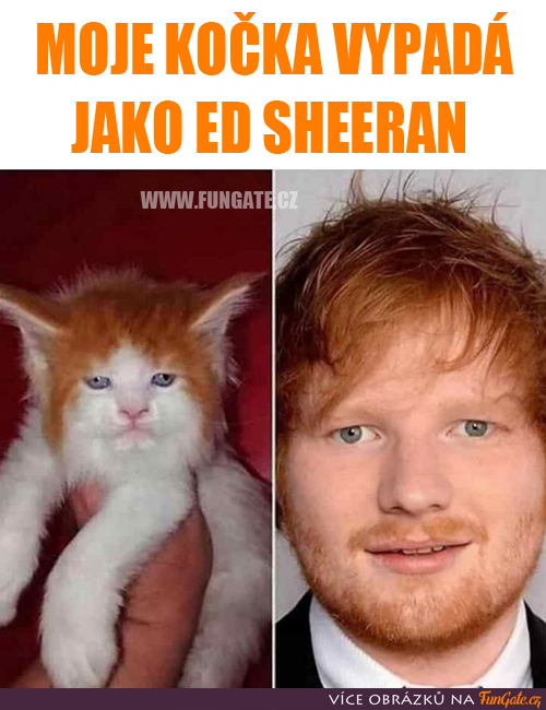 Moje kočka vypadá jako Ed Sheeran