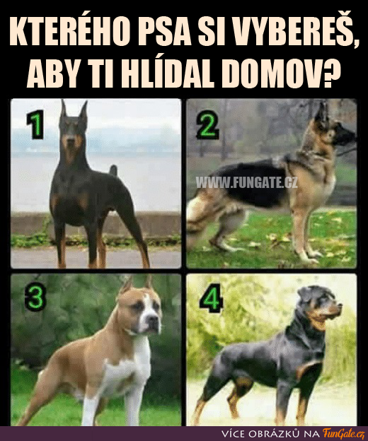 Kterého psa si vybereš, aby ti hlídal domov?
