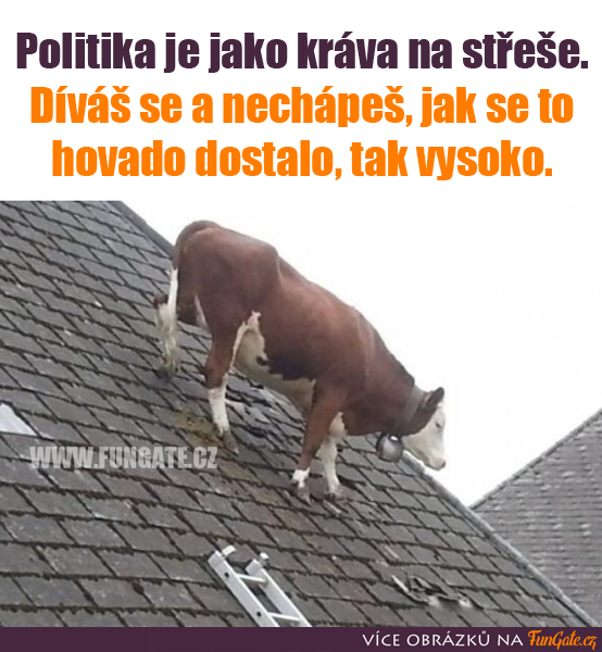 Politika je jako kráva na střeše
