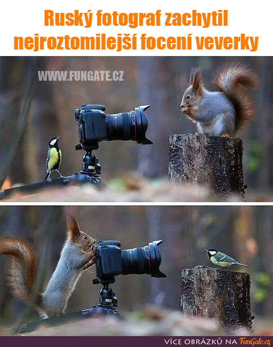 Ruský fotograf zachytil nejroztomilejší focení veverky