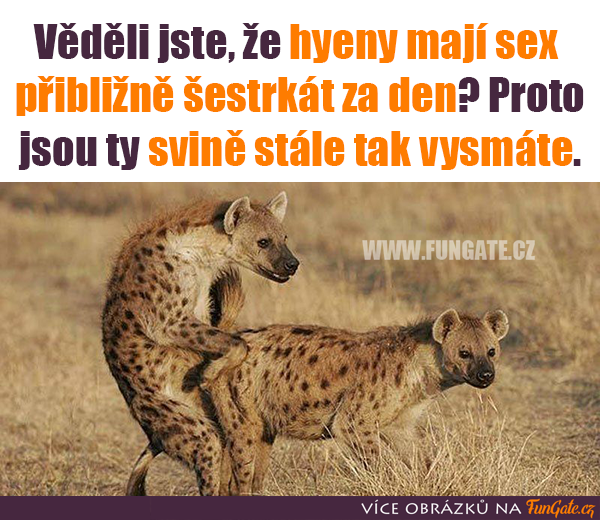 Věděli jste, že hyeny mají sex přibližně šestkrát za den?