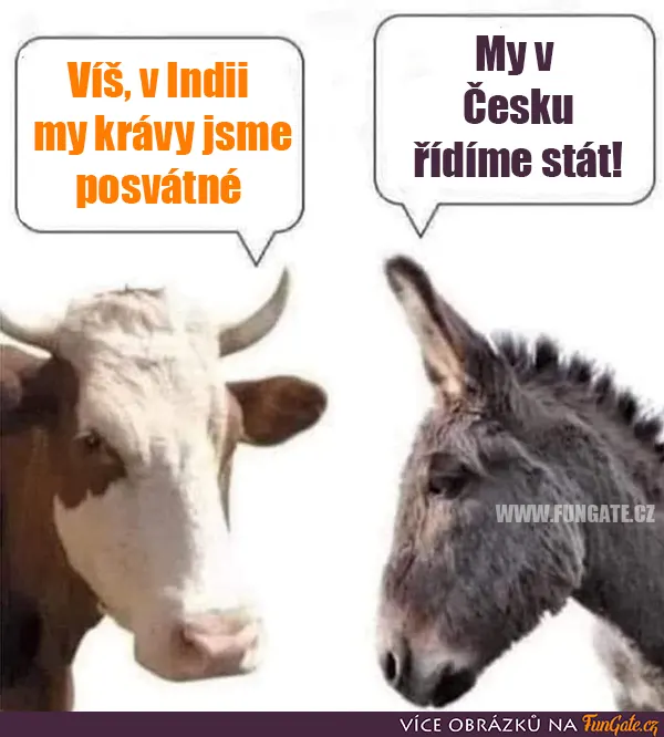 Víš, v Indii my krávy jsme posvátné