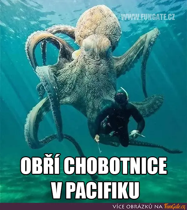 Obří chobotnice v Pacifiku