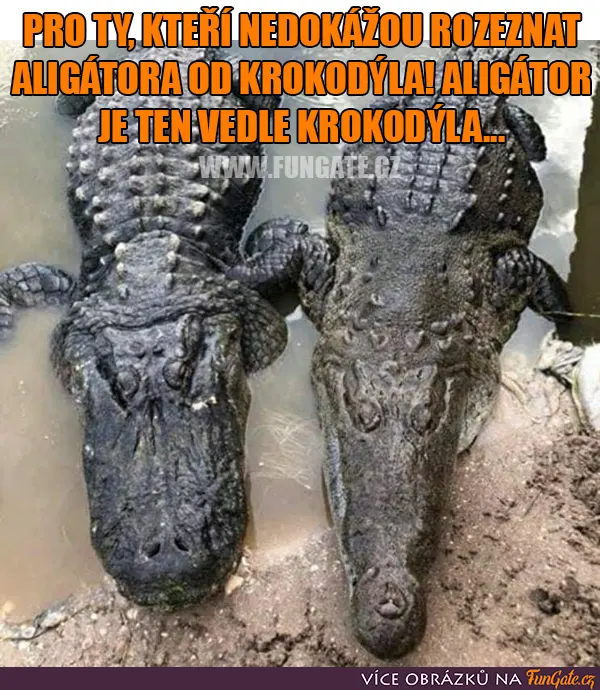 Pro ty, kteří nedokážou rozeznat aligátora od krokodýla