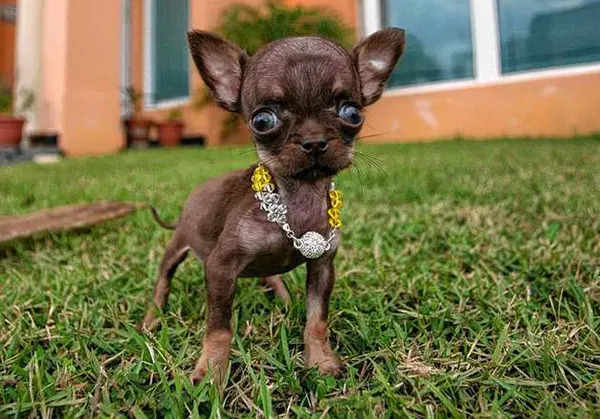 Nejmenší pes na světě