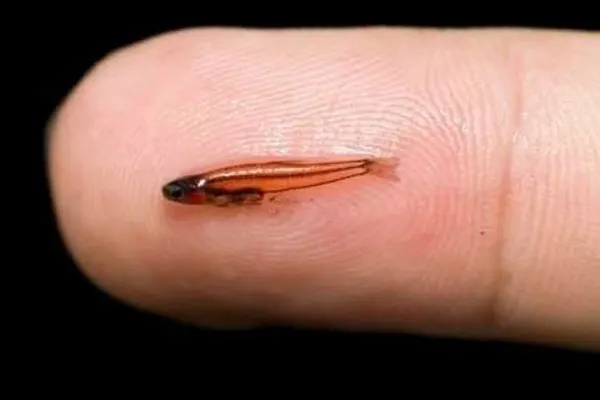 Nejmenší ryba na světě