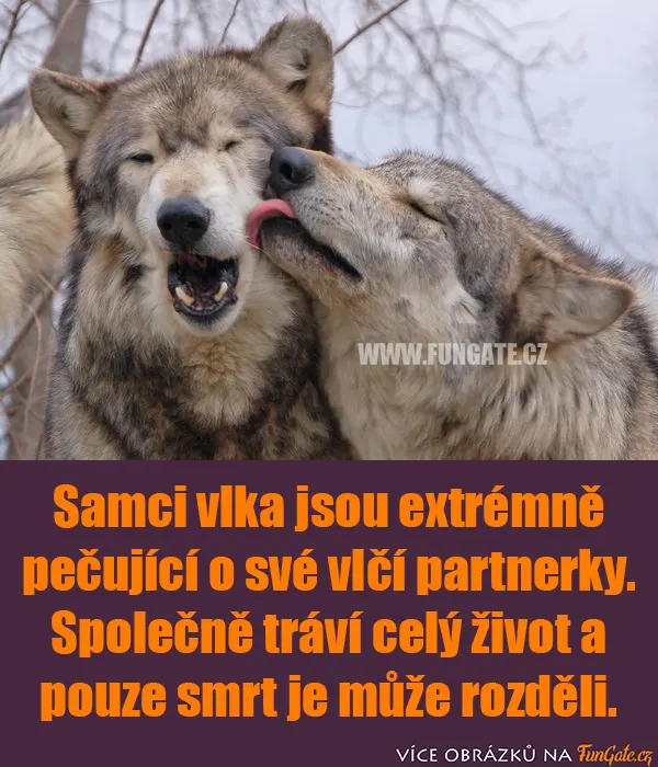 Samci vlka jsou extrémně pečující