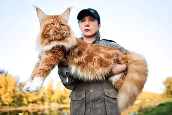 Největší kočka na světě