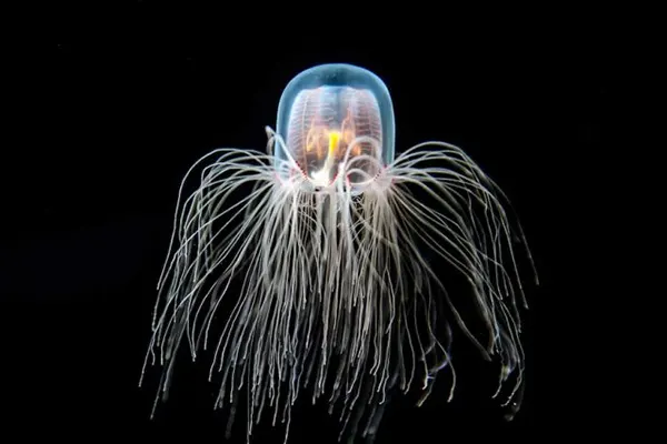 Nesmrtelná medúza