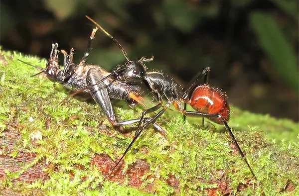 Největší mravenec na světě