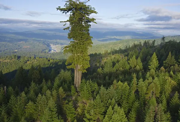 Nejvyšší strom na světě 