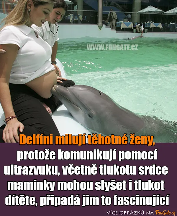 Delfíni milují těhotné ženy