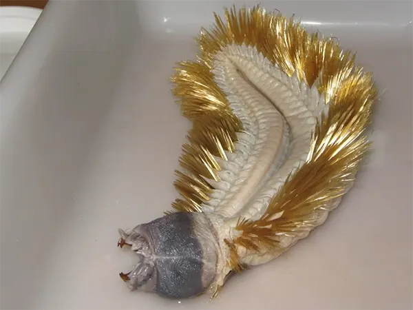 Zlatý mořský červ