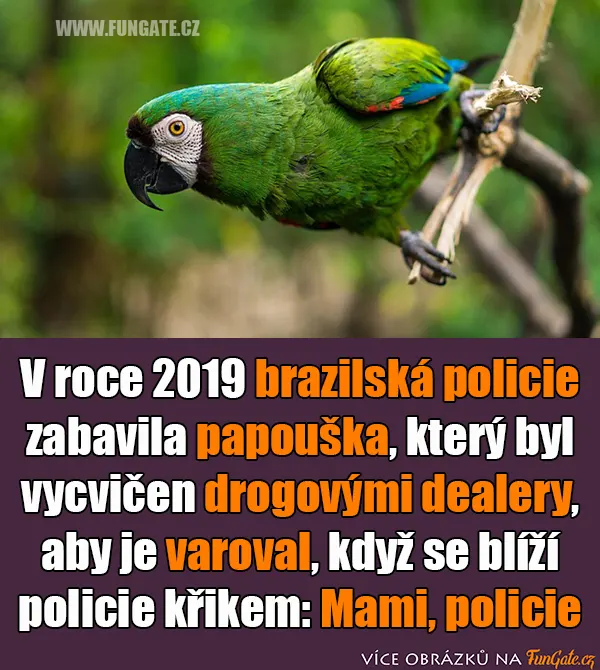 V roce 2019 brazilská policie zabavila papouška