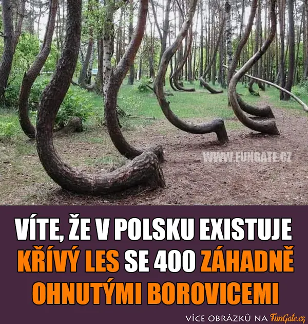 Víte, že v Polsku existuje křivý les