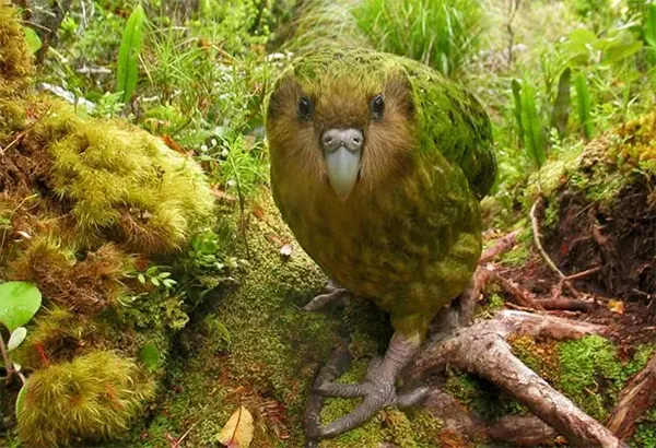 Soví papoušek Kakapo