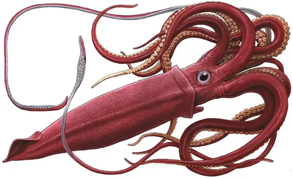 Největší chobotnice na světě