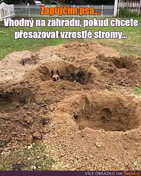 Zapůjčím psa...