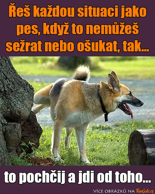 Řeš každou situaci jako pes, když