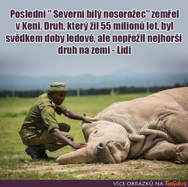 Poslední Severní bílý nosorožec