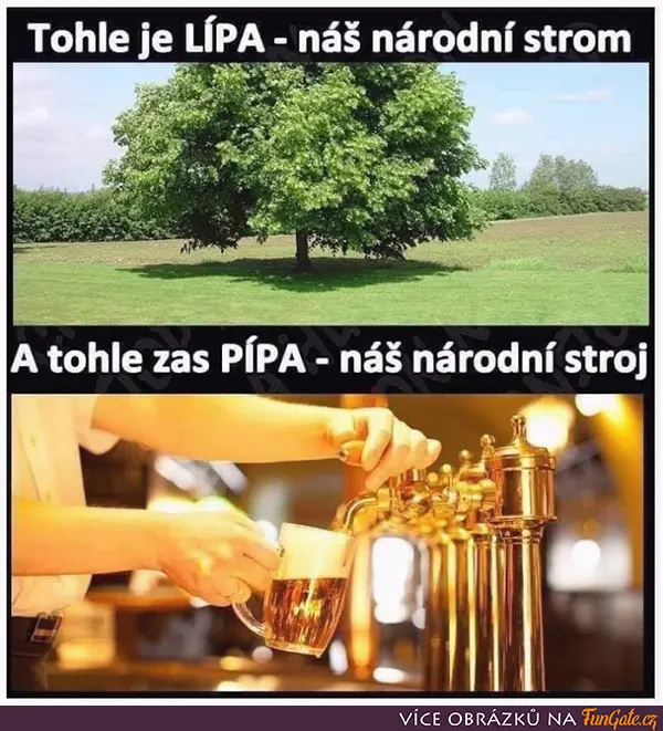 Tohle je lípa - náš národní strom