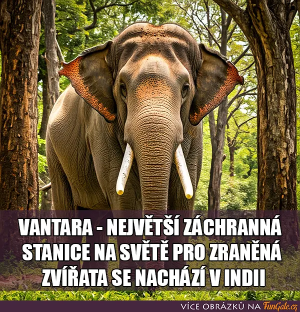 Vantara - Největší záchranná stanice na světě