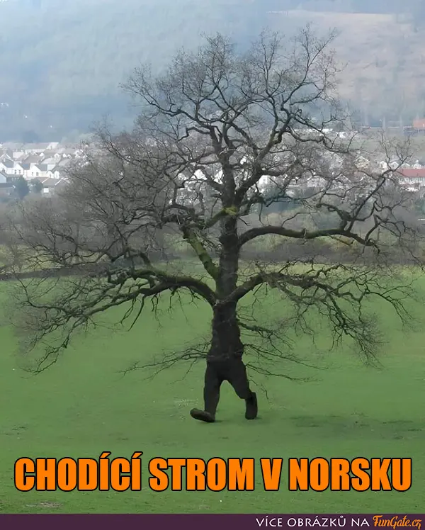 Chodící strom v Norsku