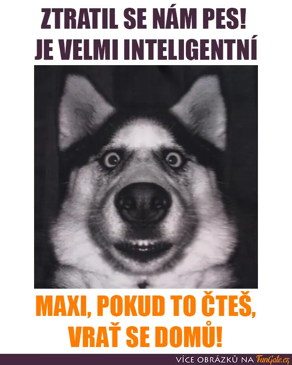 Ztratil se nám pes!