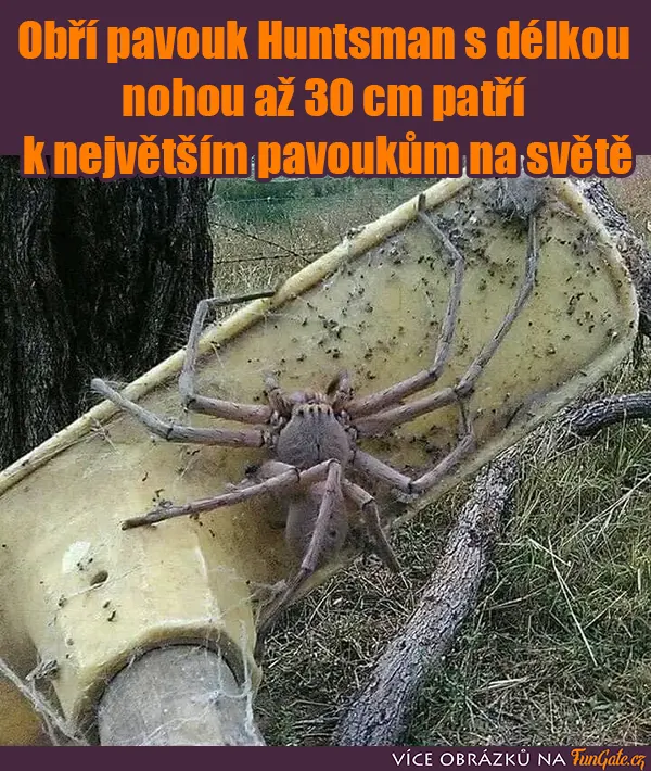 Obří pavouk Huntsman s délkou nohou až 30cm patří