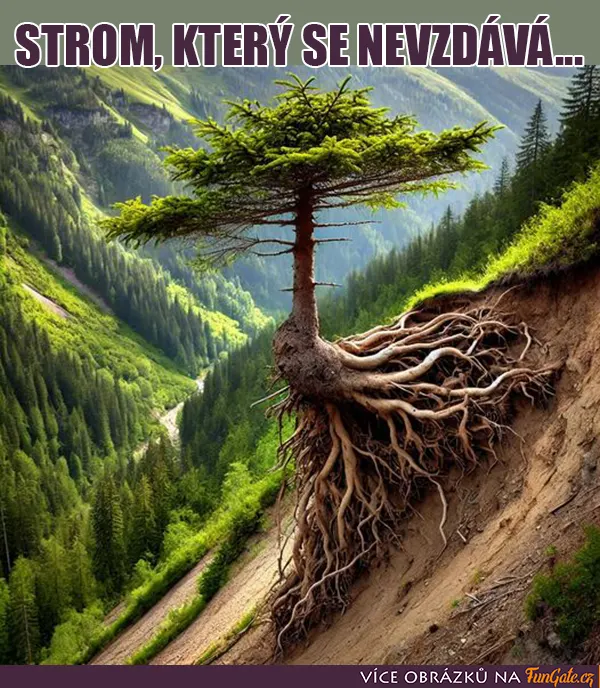 Strom, který se nevzdává...