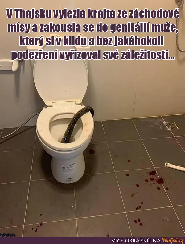 V Thajsku vylezla krajta ze